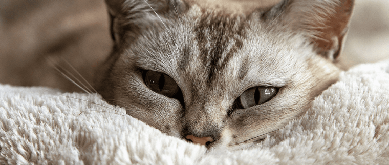 chat malade